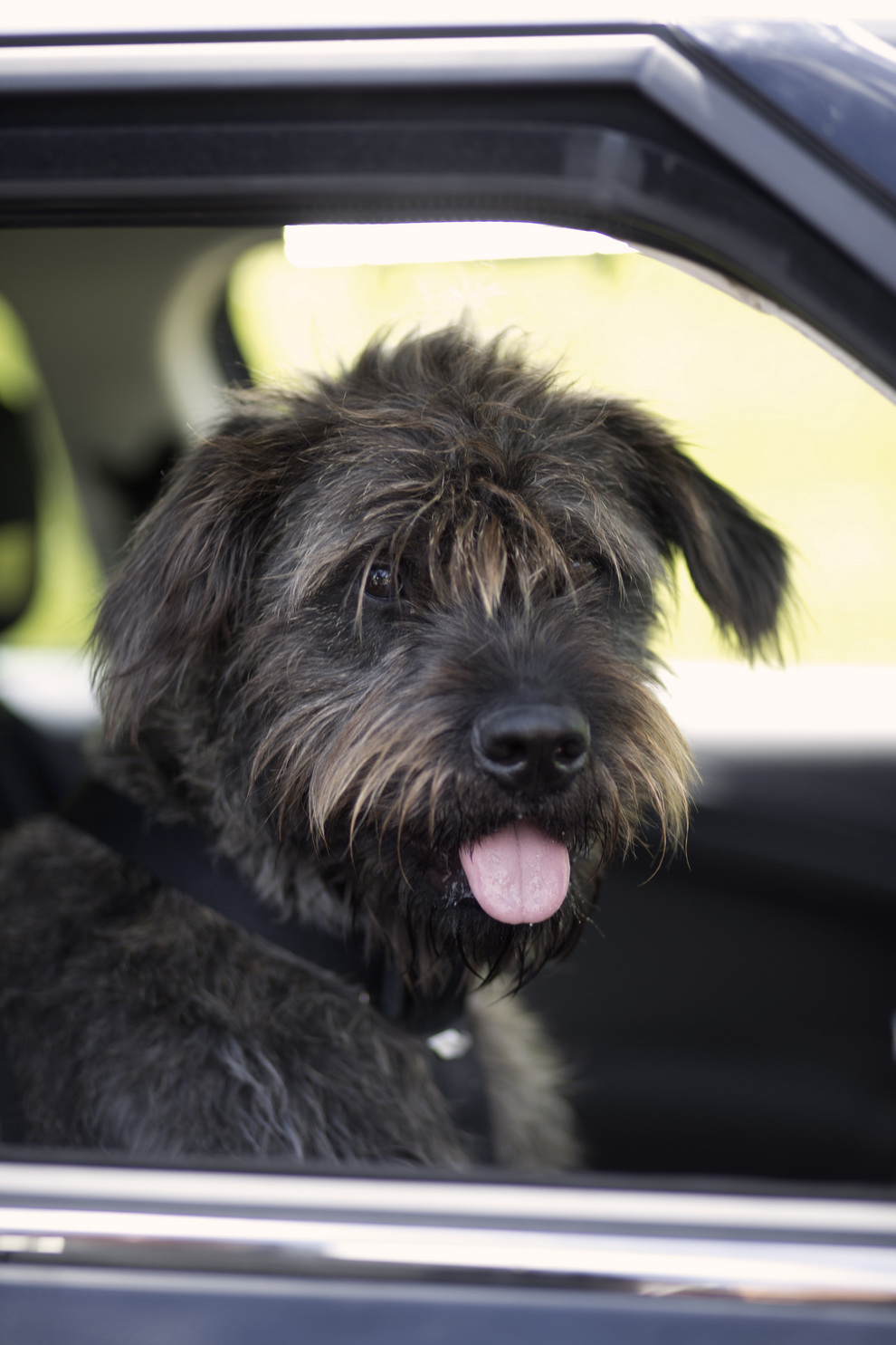 Фотография: В Новой Зеландии бездомные собаки научились водить автомобили №8 - BigPicture.ru