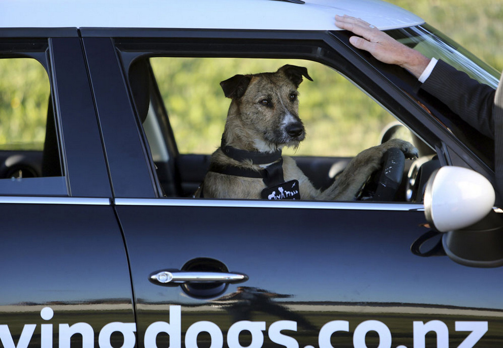Фотография: В Новой Зеландии бездомные собаки научились водить автомобили №9 - BigPicture.ru