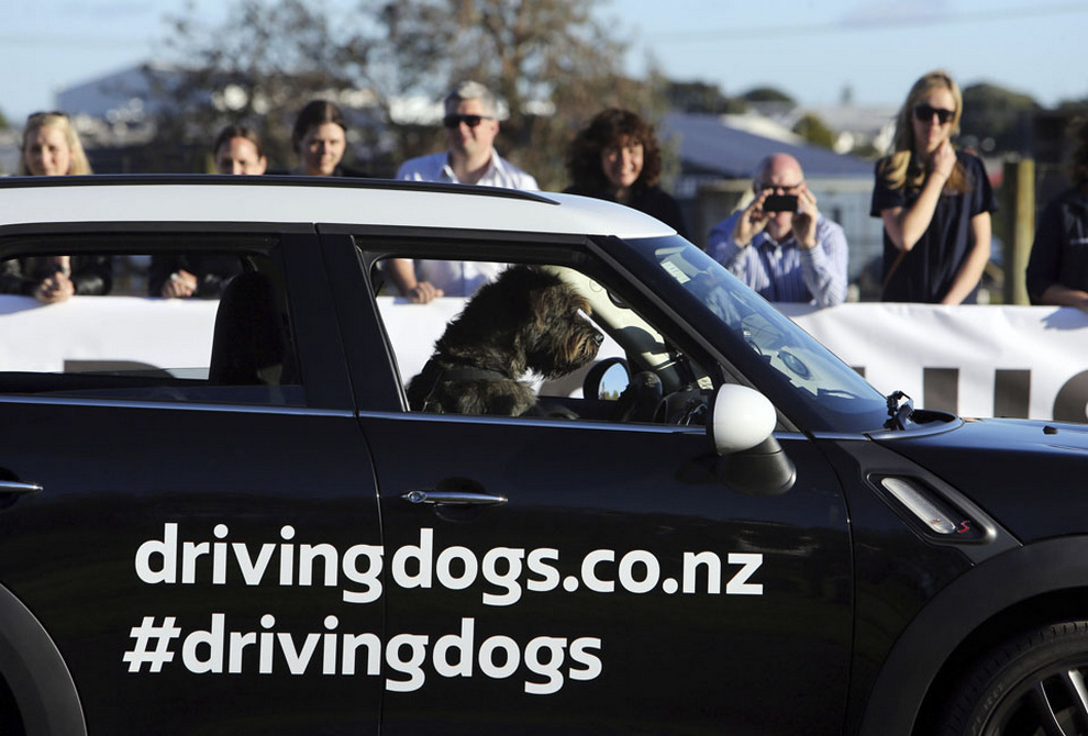 Фотография: В Новой Зеландии бездомные собаки научились водить автомобили №10 - BigPicture.ru