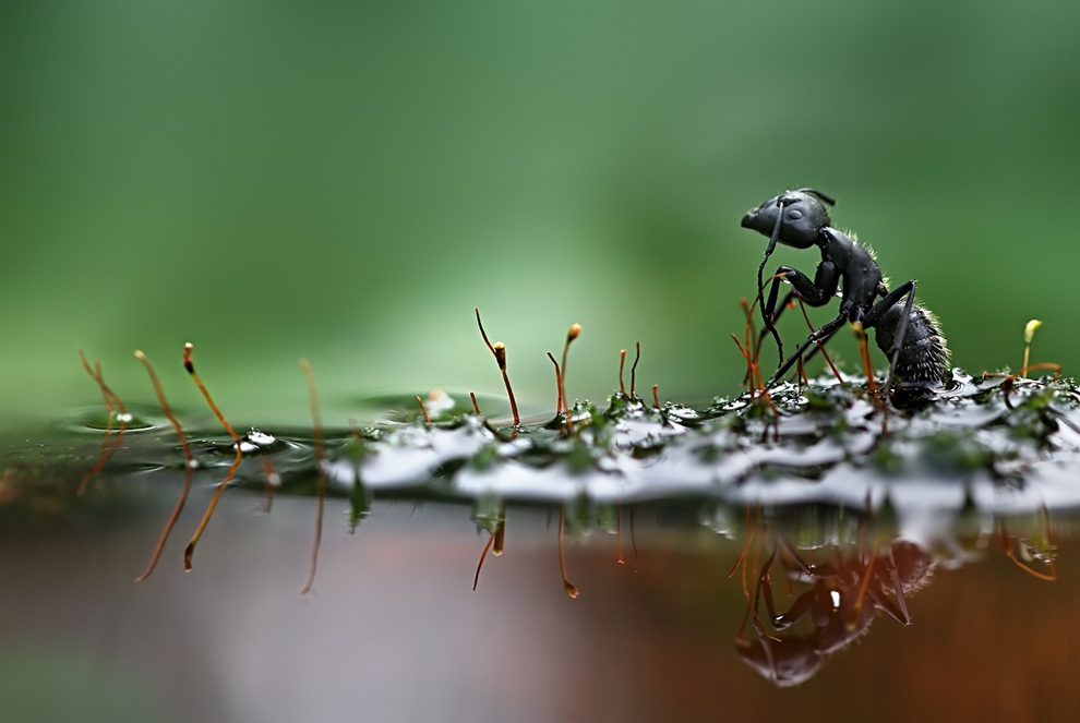 Фотография: Улитки и насекомые в макрофотографиях Вадима Трунова №14 - BigPicture.ru