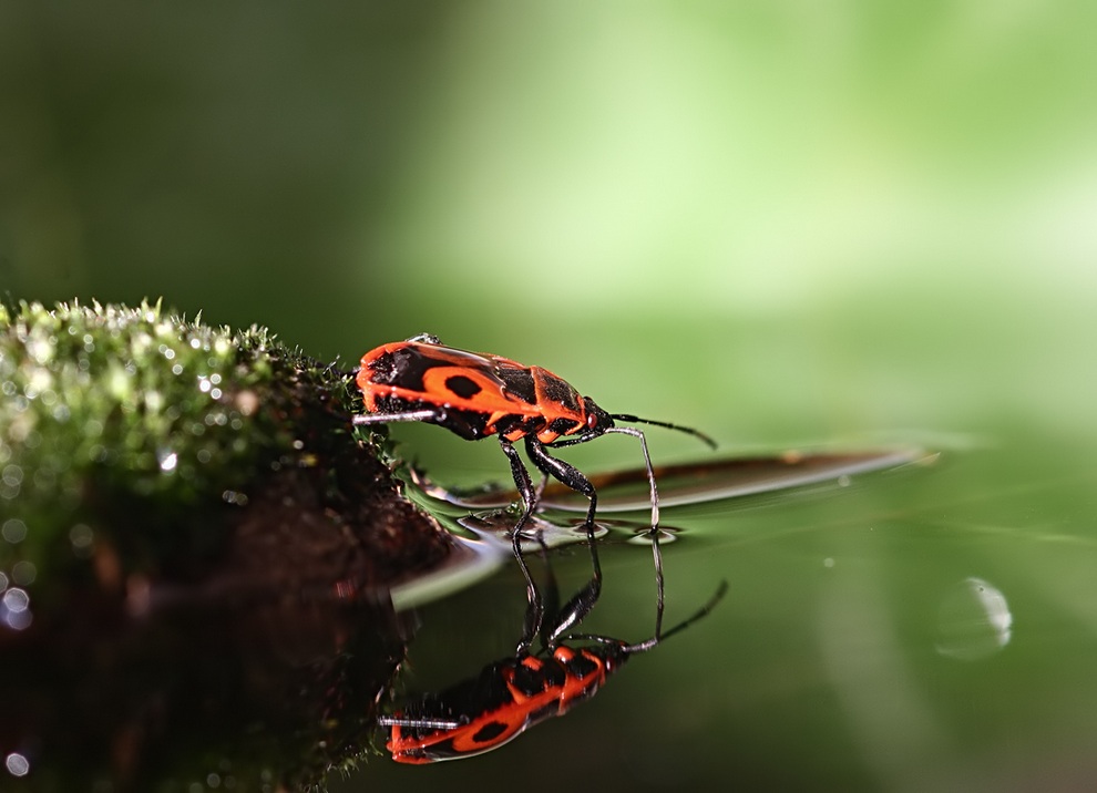Фотография: Улитки и насекомые в макрофотографиях Вадима Трунова №17 - BigPicture.ru