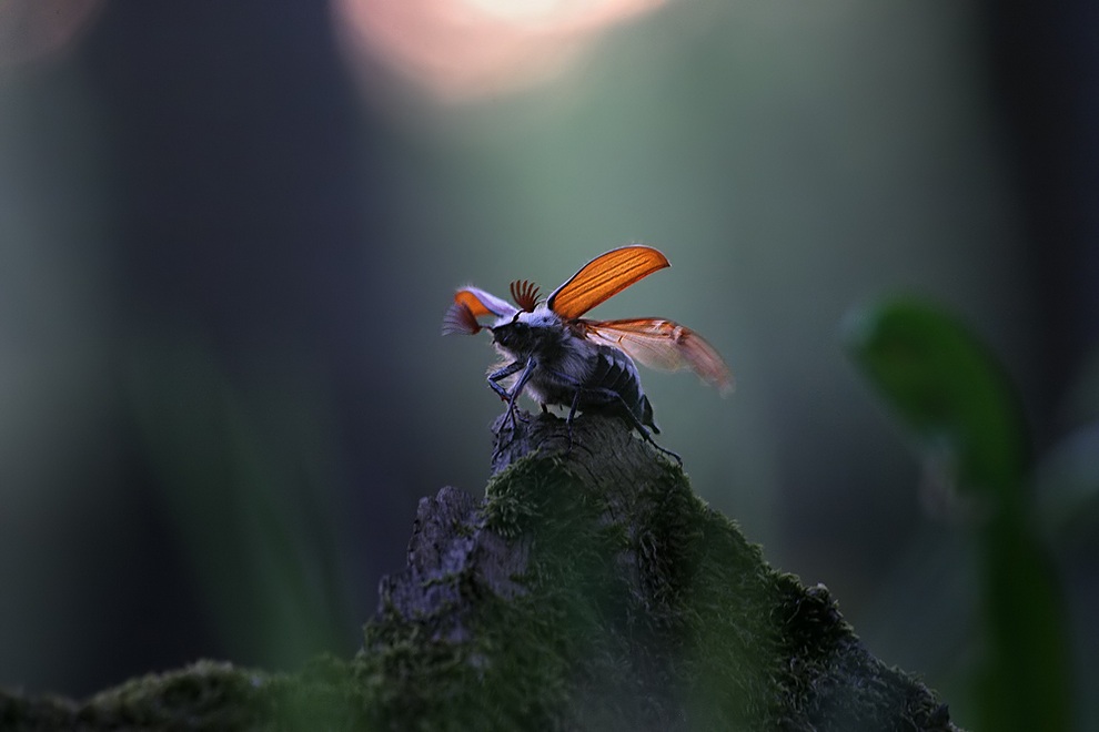 Фотография: Улитки и насекомые в макрофотографиях Вадима Трунова №5 - BigPicture.ru