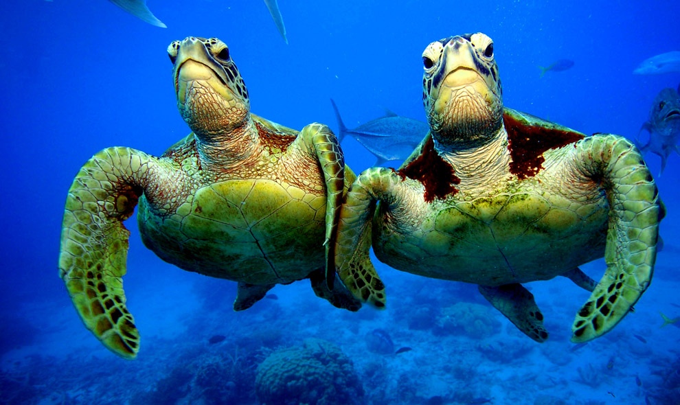 Фотография: Зелёные черепахи на Большом Барьерном рифе №2 - BigPicture.ru
