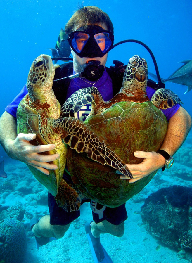 Фотография: Зелёные черепахи на Большом Барьерном рифе №11 - BigPicture.ru