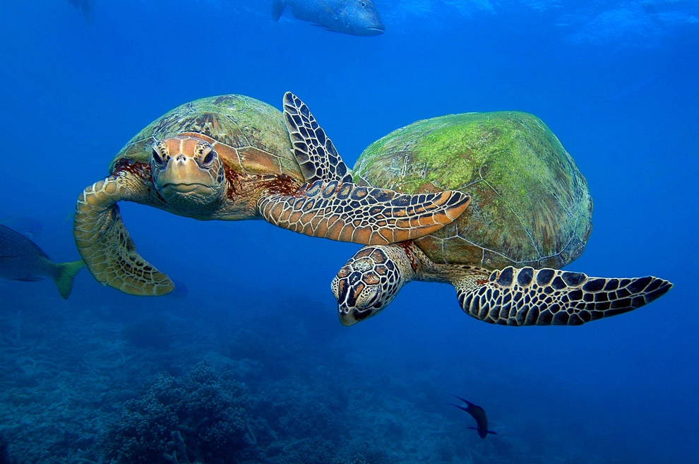 Фотография: Зелёные черепахи на Большом Барьерном рифе №4 - BigPicture.ru