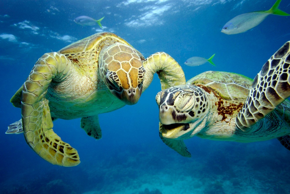 Фотография: Зелёные черепахи на Большом Барьерном рифе №6 - BigPicture.ru
