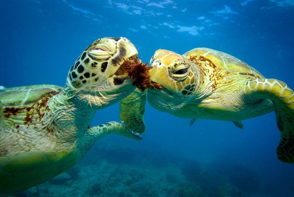 Фотография: Зелёные черепахи на Большом Барьерном рифе №7 - BigPicture.ru
