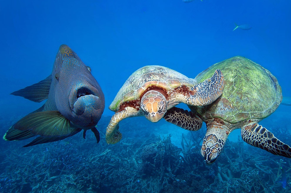 Фотография: Зелёные черепахи на Большом Барьерном рифе №9 - BigPicture.ru