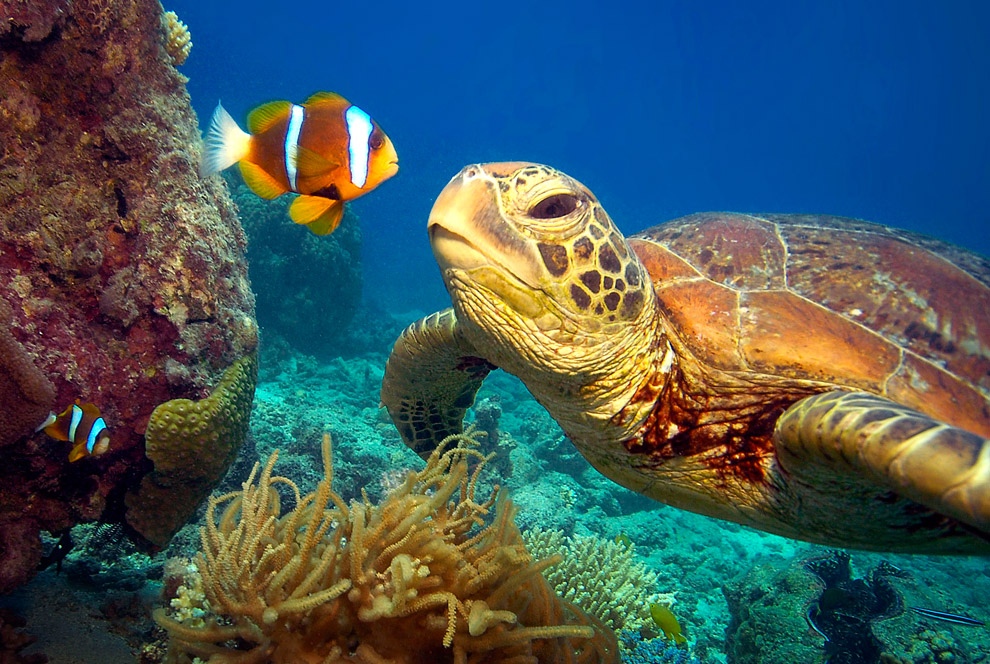 Фотография: Зелёные черепахи на Большом Барьерном рифе №10 - BigPicture.ru