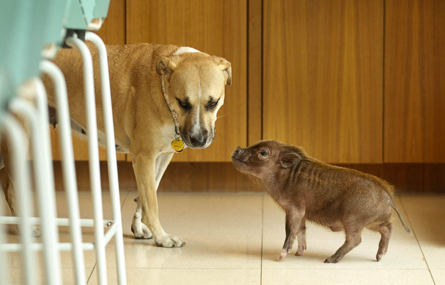 Фотография: Большая любовь для миниатюрной свинки №4 - BigPicture.ru