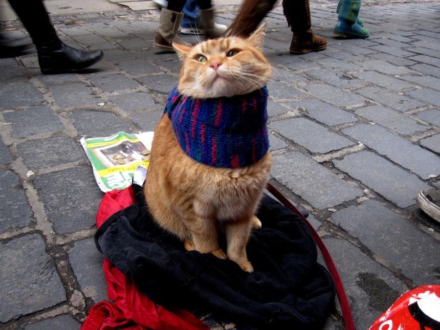 Фотография: Рыжий кот Боб №14 - BigPicture.ru