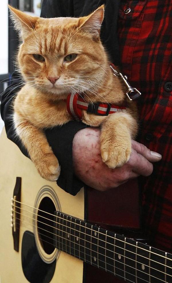 Фотография: Рыжий кот Боб №30 - BigPicture.ru