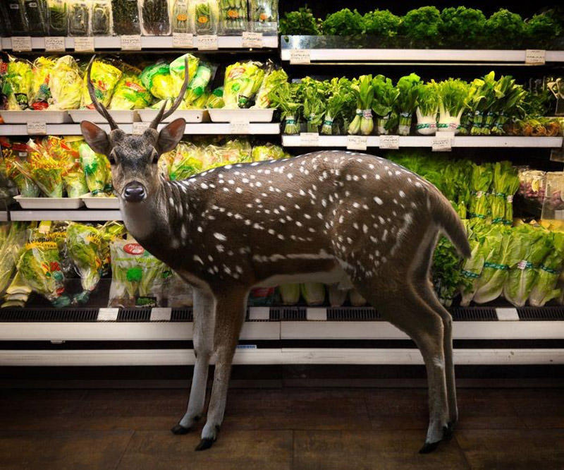 Фотография: Животные в супермаркете №2 - BigPicture.ru