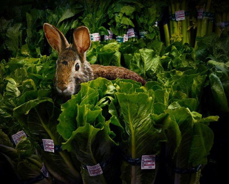 Фотография: Животные в супермаркете №10 - BigPicture.ru