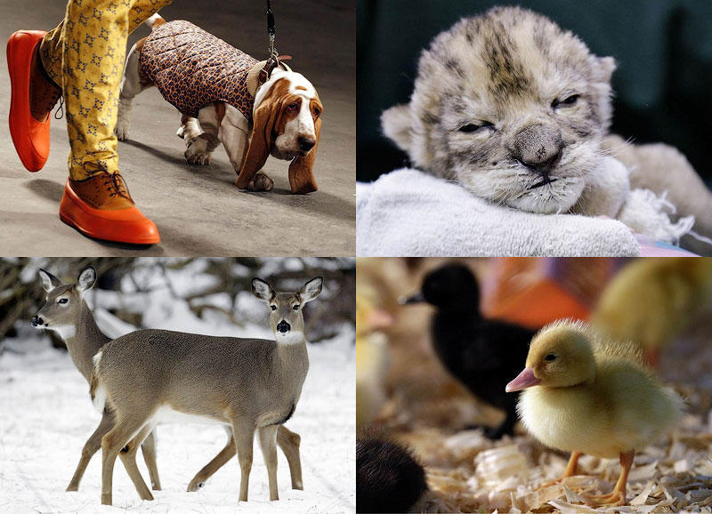 Подборка фото животных, сделанных в разных странах мира на прошлой неделе