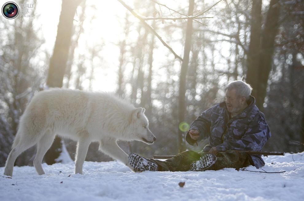 Фотография: Изучая волков №20 - BigPicture.ru