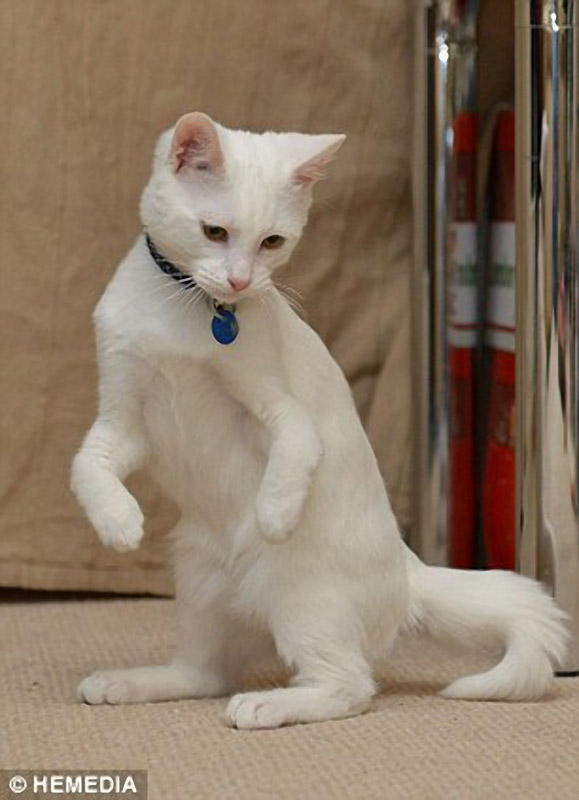 Фотография: Котик-инвалид который ходит на локтях №6 - BigPicture.ru