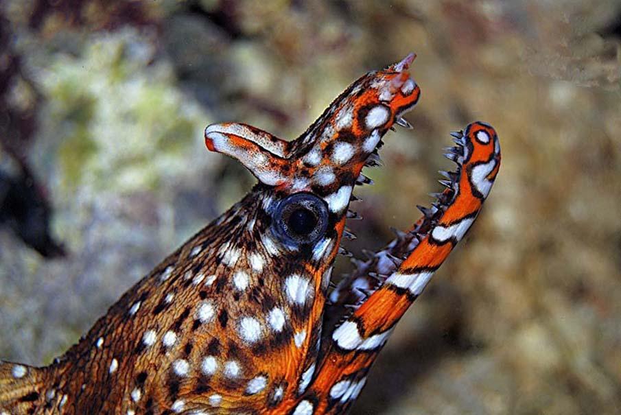 Фотография: Красочные рыбки со дна океана №3 - BigPicture.ru