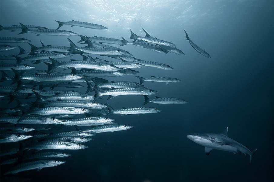 Фотография: Красочные рыбки со дна океана №4 - BigPicture.ru