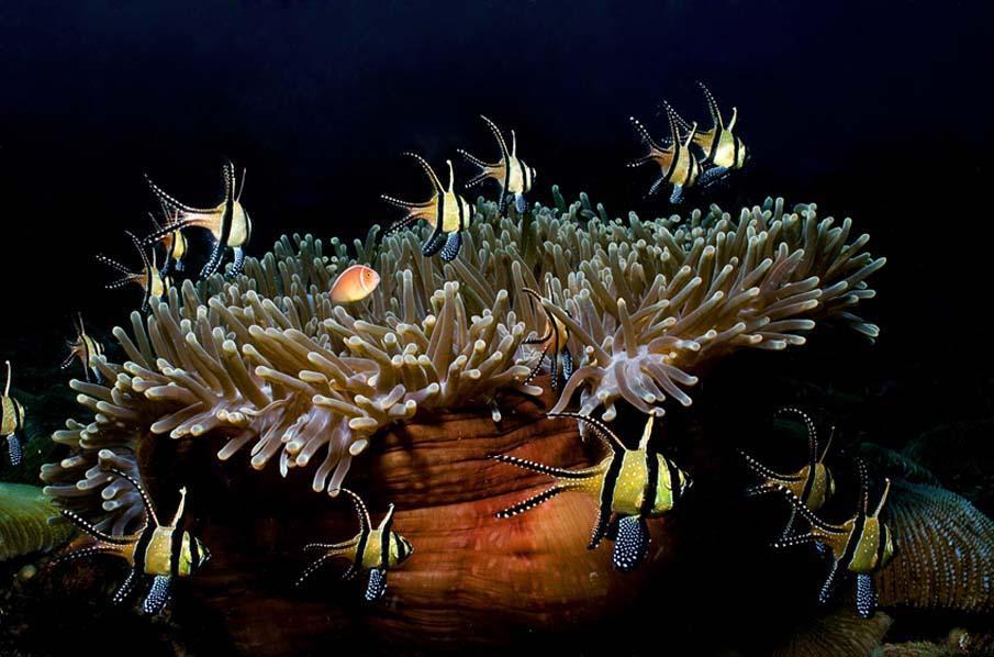 Фотография: Красочные рыбки со дна океана №5 - BigPicture.ru