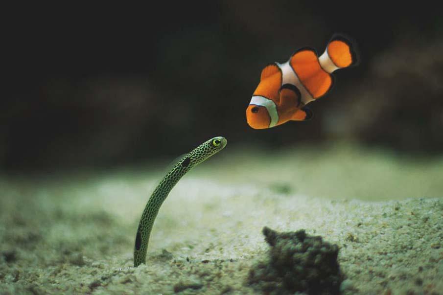 Фотография: Красочные рыбки со дна океана №8 - BigPicture.ru