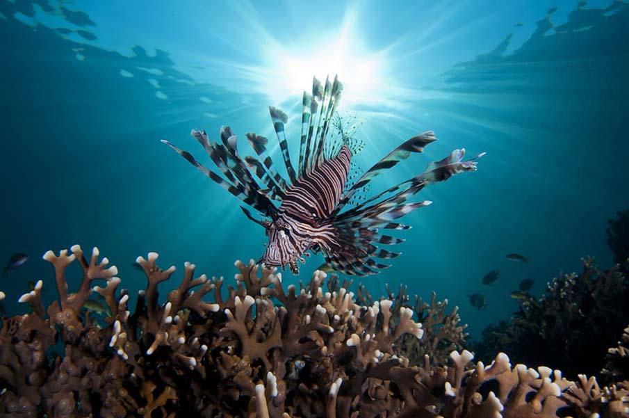 Фотография: Красочные рыбки со дна океана №9 - BigPicture.ru