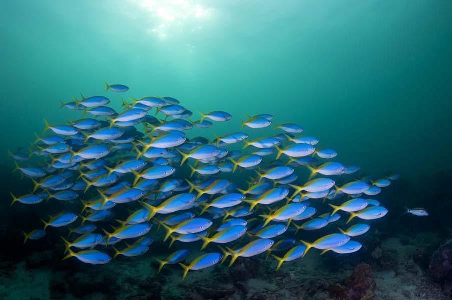 Фотография: Красочные рыбки со дна океана №10 - BigPicture.ru