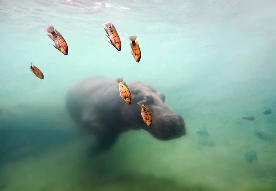 Фотография: Красочные рыбки со дна океана №12 - BigPicture.ru