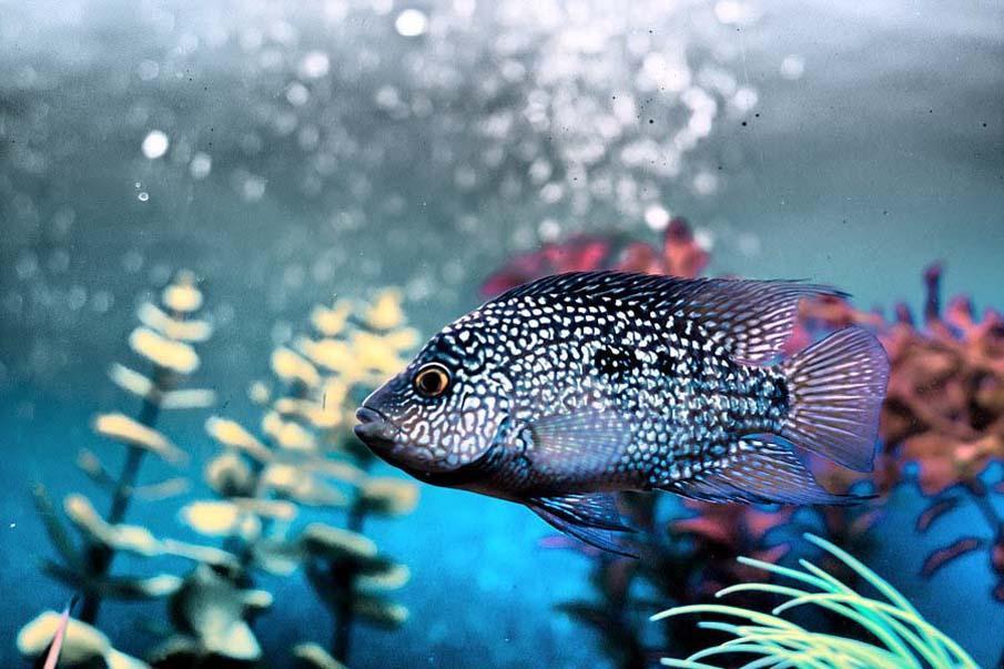 Фотография: Красочные рыбки со дна океана №18 - BigPicture.ru