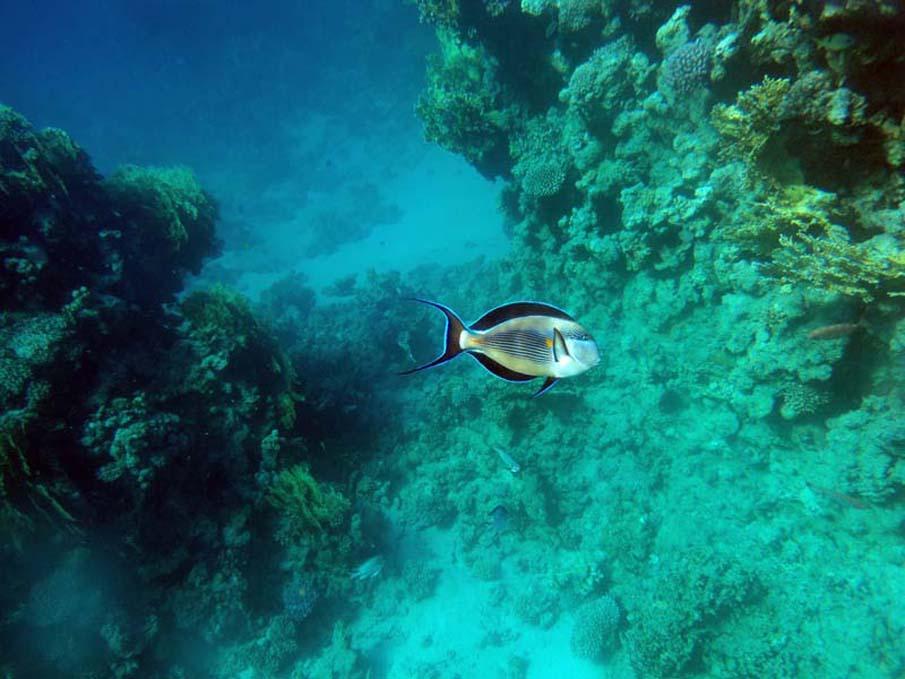 Фотография: Красочные рыбки со дна океана №25 - BigPicture.ru