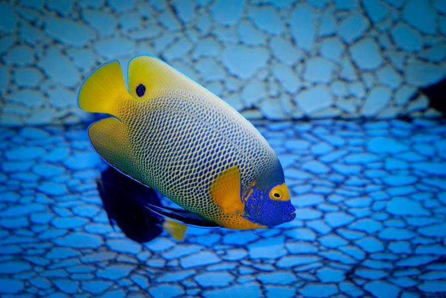 Фотография: Красочные рыбки со дна океана №29 - BigPicture.ru