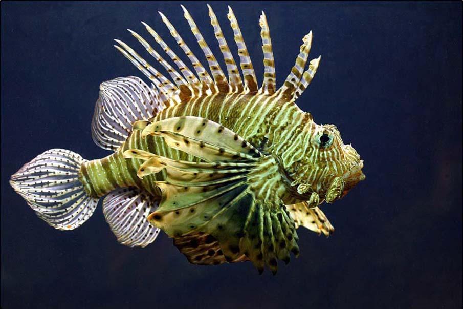 Самые необычные рыбы в мире фото с названиями