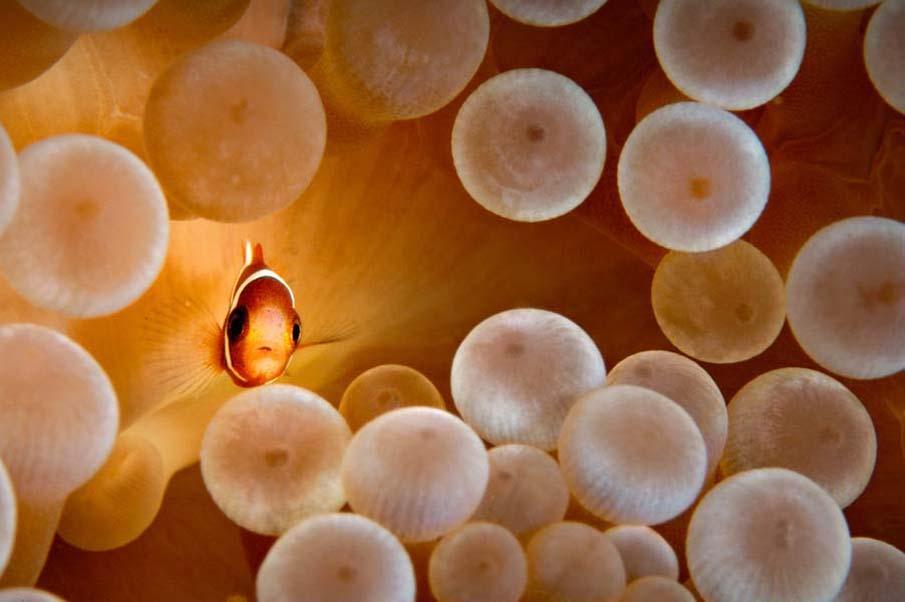 Фотография: Красочные рыбки со дна океана №36 - BigPicture.ru