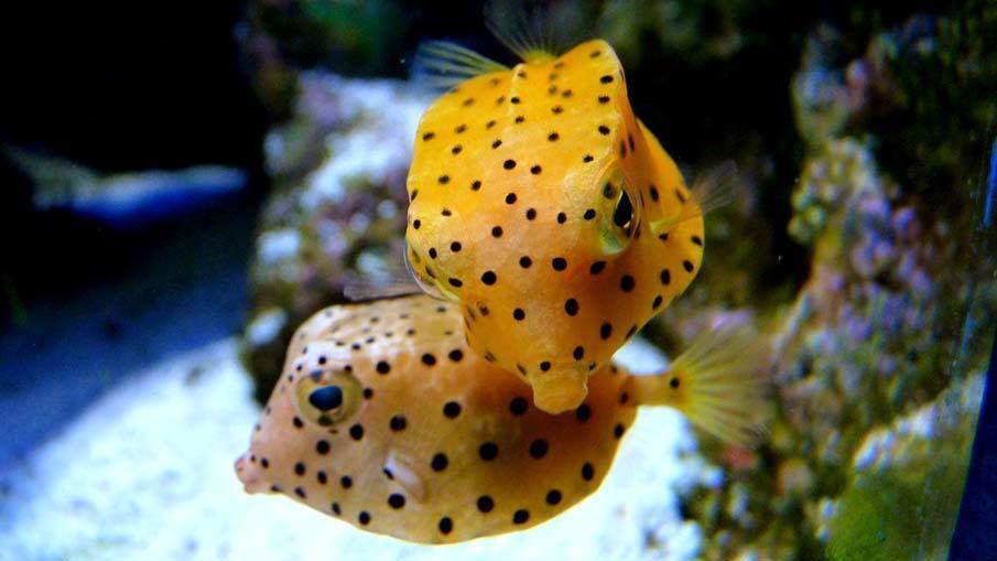 Фотография: Красочные рыбки со дна океана №45 - BigPicture.ru