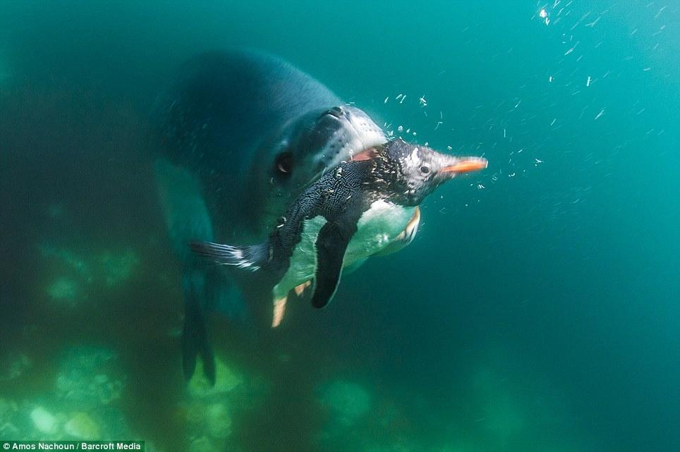 Фотография: Последние секунды жизни пингвина №6 - BigPicture.ru