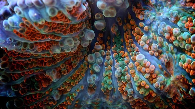 Фотография: Удивительная макросъемка кораллов №2 - BigPicture.ru