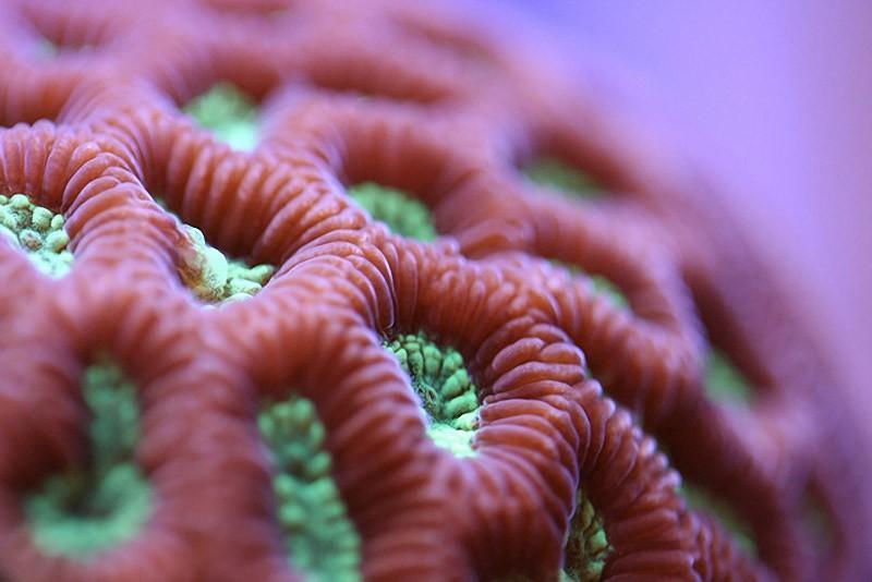 Фотография: Удивительная макросъемка кораллов №6 - BigPicture.ru