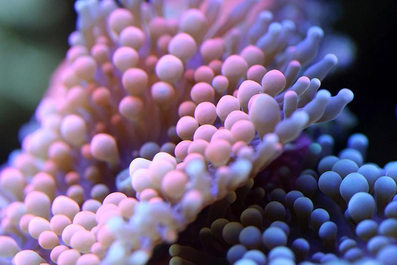 Фотография: Удивительная макросъемка кораллов №7 - BigPicture.ru