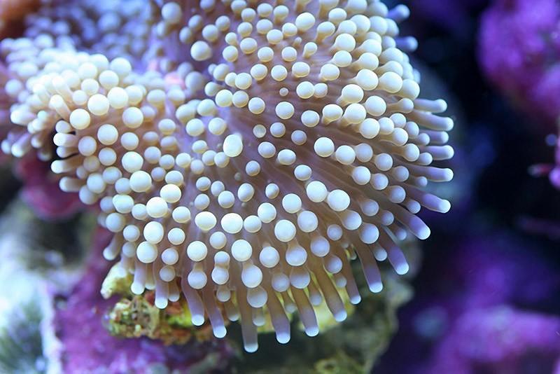 Фотография: Удивительная макросъемка кораллов №8 - BigPicture.ru