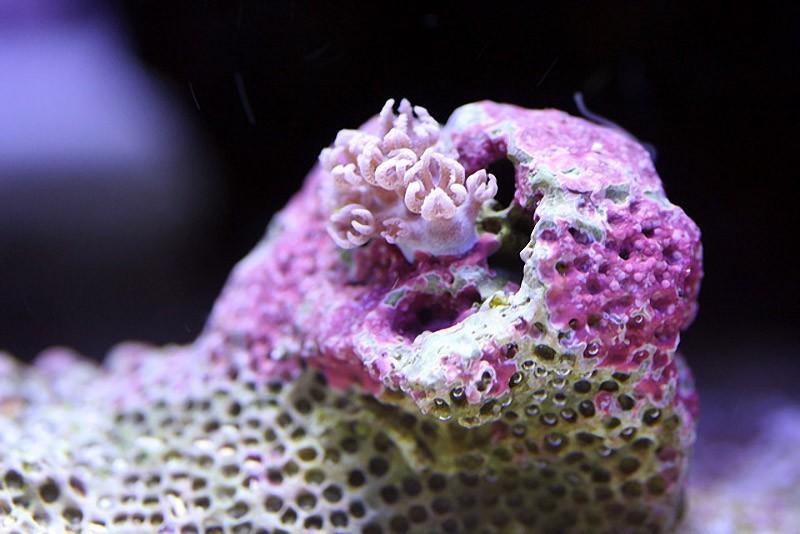 Фотография: Удивительная макросъемка кораллов №9 - BigPicture.ru