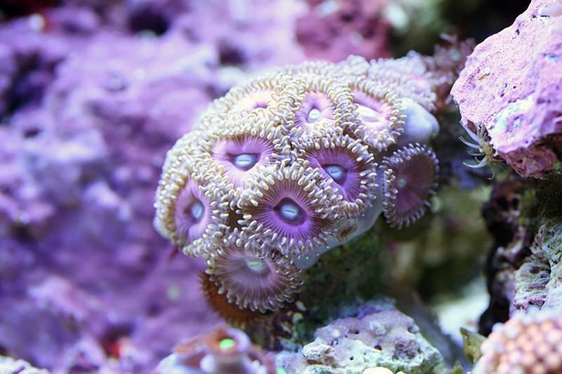 Фотография: Удивительная макросъемка кораллов №10 - BigPicture.ru