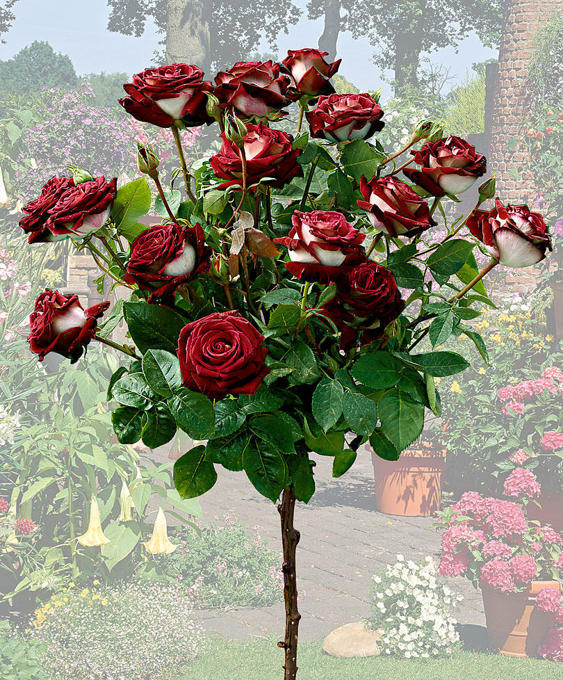 Фотография: Удивительно красивая роза сорта Osiria №2 - BigPicture.ru