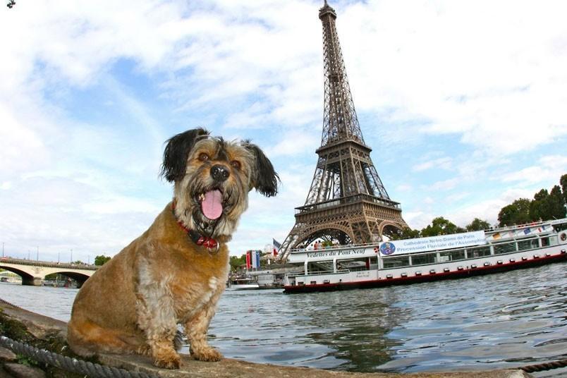 Фотография: Оскар - пес-путешественник №15 - BigPicture.ru