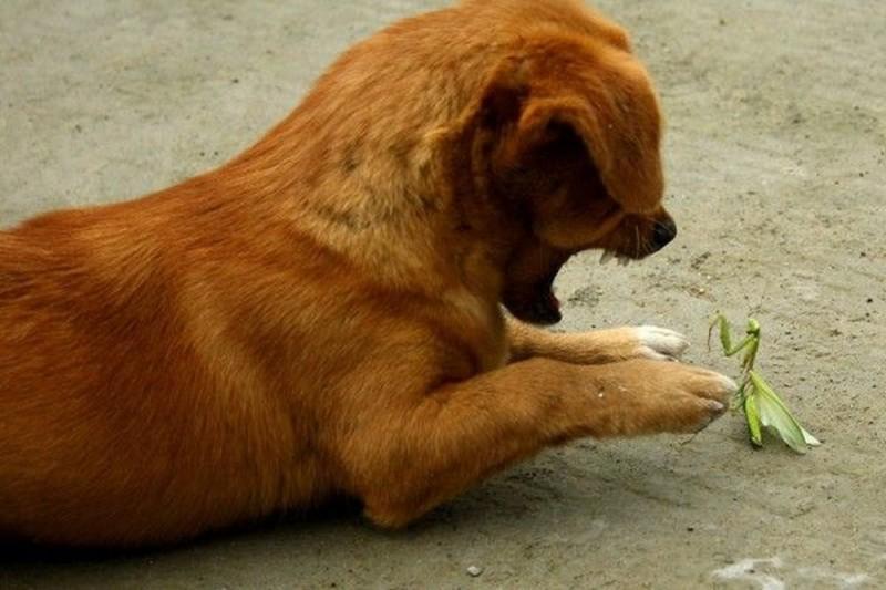 Фотография: Собачка против богомола №1 - BigPicture.ru