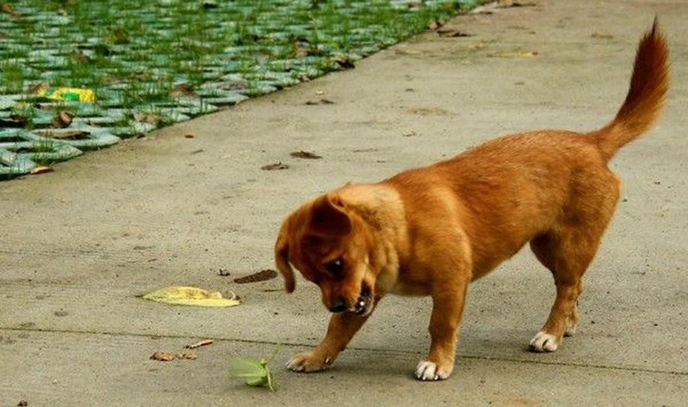 Фотография: Собачка против богомола №5 - BigPicture.ru