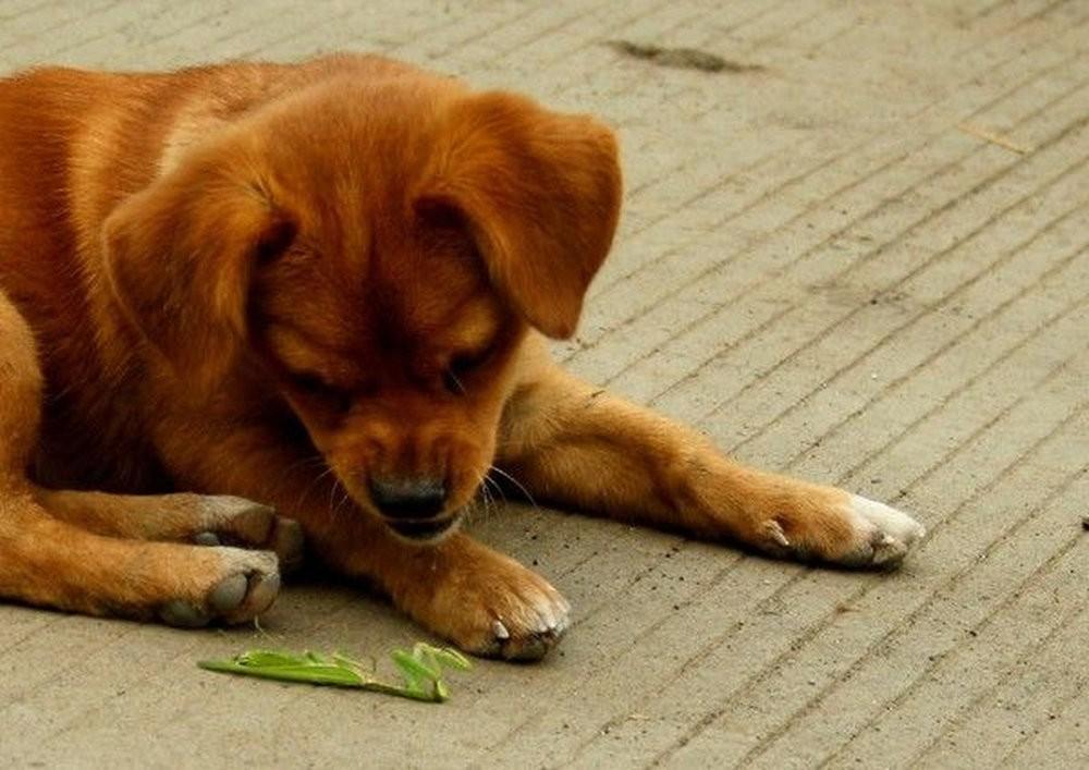 Фотография: Собачка против богомола №10 - BigPicture.ru