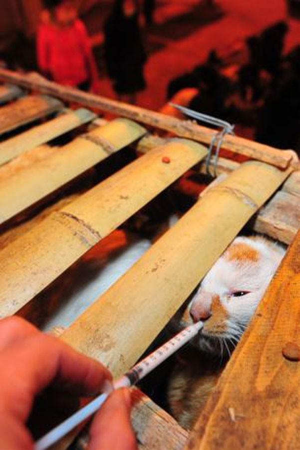 Фотография: Китайские волонтеры спасают 1000 кошек от участи быть съеденными №6 - BigPicture.ru