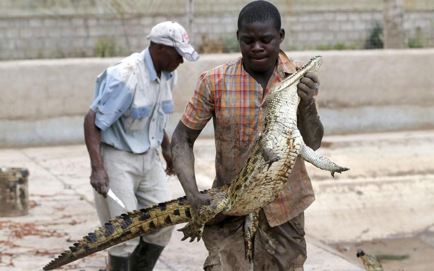 Фотография: 15 тысяч крокодилов сбежали с фермы в ЮАР и терроризируют местное население №6 - BigPicture.ru