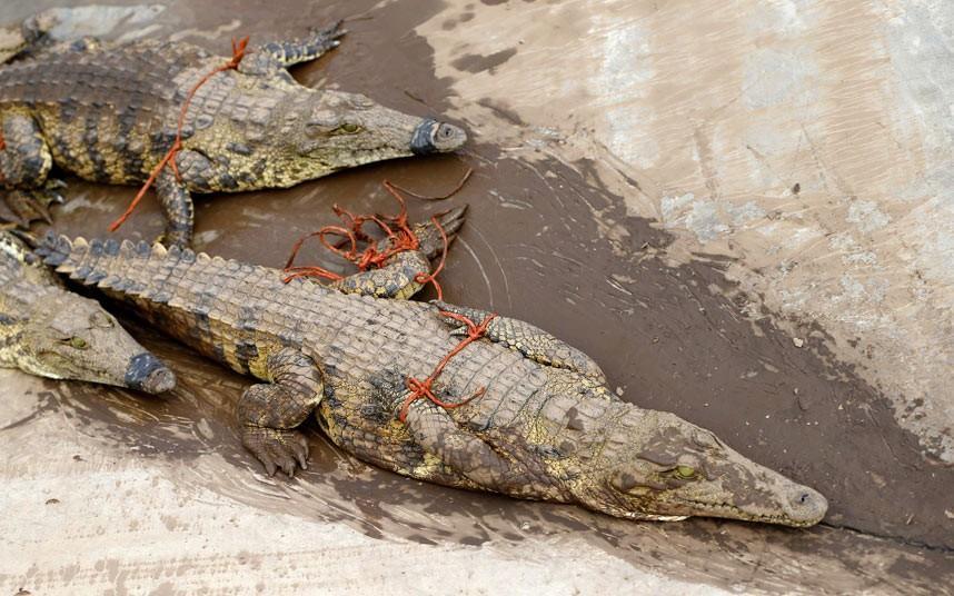 Фотография: 15 тысяч крокодилов сбежали с фермы в ЮАР и терроризируют местное население №8 - BigPicture.ru