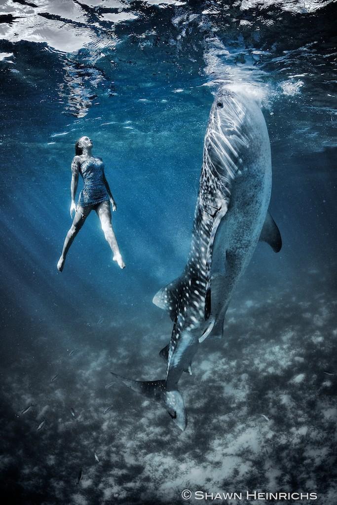 Фотография: Эффектная подводная фэшн-съемка с китовой акулой №4 - BigPicture.ru